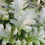 Acanthus mollis Folio