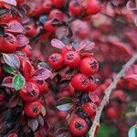 Cotoneaster nan-shan ഫലം