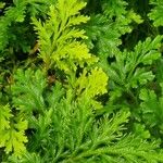 Selaginella martensii Foglia