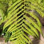 Dicksonia antarctica Leaf