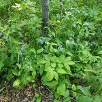 Mertensia paniculata Leaf