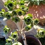 Aeonium balsamiferum 叶