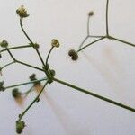 Galium rotundifolium Φρούτο