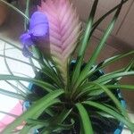 Tillandsia guatemalensisBlüte