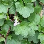 Cymbalaria muralis Blatt