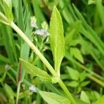 Veronica anagallis-aquatica Leaf