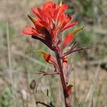 Castilleja affinis Květ