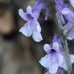 Anarrhinum bellidifolium Flower