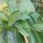 Citrus × aurantiifolia Leaf