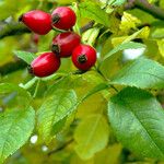 Rosa canina Fruit