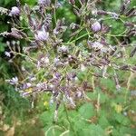 Lactuca alpina Flower