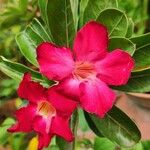 Adenium obesumFlors