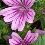 Malva sylvestris Květ