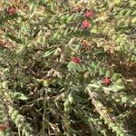 Echium angustifolium Ліст