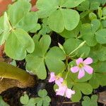 Oxalis articulata Агульны выгляд