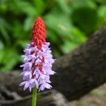 Primula vialii Blomma