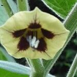 Physalis peruviana 花