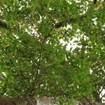 Xylopia cupularis Habit