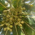 Meryta denhamii Fruto