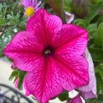 Petunia × atkinsiana Flower