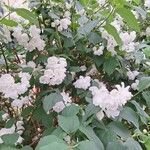 Philadelphus × virginalisFleur