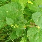 Sida cordata Frunză