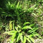 Blechnum spicant 葉