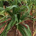 Hemerocallis lilioasphodelusBlad