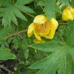 Paeonia ludlowii Цветок