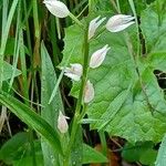 Cephalanthera longifolia花