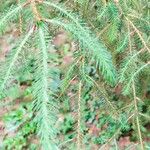 Picea brachytyla Hoja