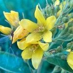 Lysimachia vulgaris Flower