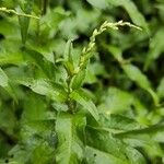 Persicaria hydropiper Fiore