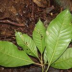Pouteria reticulata Hoja