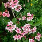 Weigela florida 整株植物