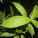 Acalypha apodanthes Feuille