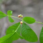 Rauvolfia tetraphylla Hedelmä