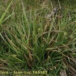 Carex hordeistichos Habitus