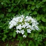 Valeriana sitchensis Květ
