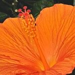 Hibiscus fragilis 花