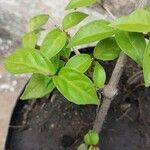 Thunbergia erecta পাতা