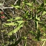 Euonymus hamiltonianus 葉