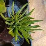 Dudleya edulis Hoja