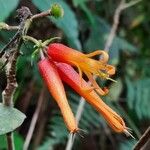 Lobelia laxifloraBlomma