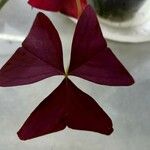 Oxalis triangularis Leaf