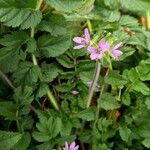 Erodium moschatum Flower