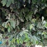 Licania tomentosa Frunză