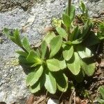 Veronica bellidioides Blad