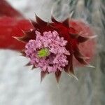Cleistocactus baumannii Λουλούδι