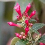 Cestrum elegans Feuille